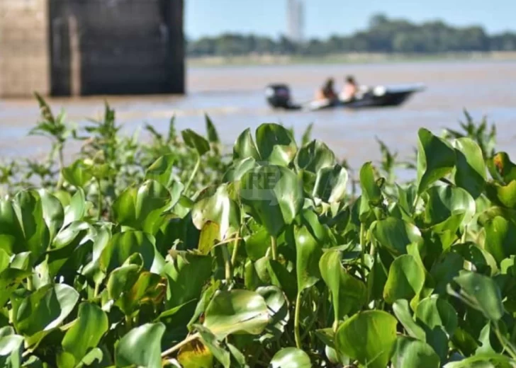 ¿Comer camalote? La revelación de Maxi Leo Schulz en las islas de Puerto Gaboto