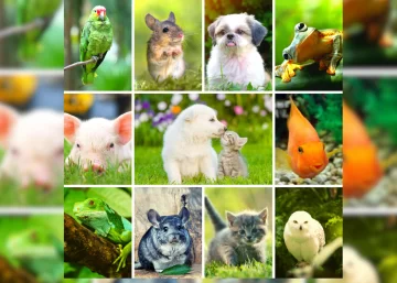 Día Internacional de los Derechos de los Animales: Conciencia, activismo y desafíos pendientes