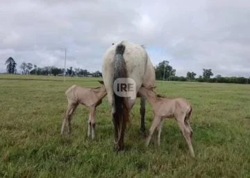 Un hecho único en la región: Nacieron potrillas mellizas en el barrio Gauchito Gil de Timbúes
