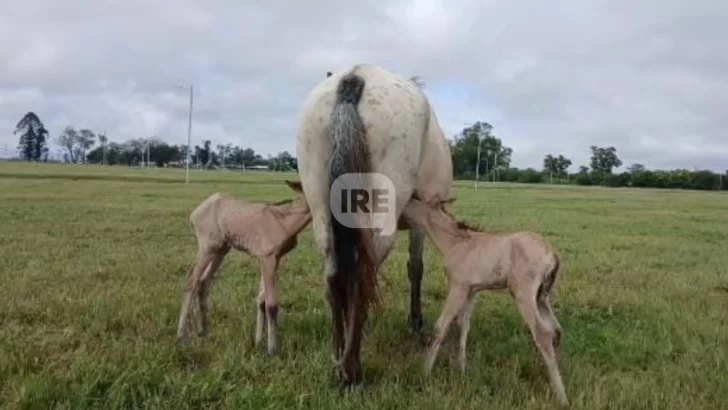 Un hecho único en la región: Nacieron potrillas mellizas en el barrio Gauchito Gil de Timbúes