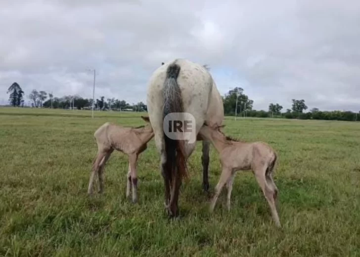 Un hecho único en la región: Nacieron potrillas mellizas en el barrio Gauchito Gil de Timbúes
