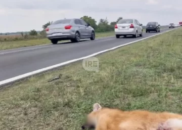 Santa Fe, la segunda provincia con más fauna atropellada en Argentina