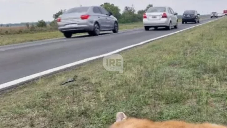 Santa Fe, la segunda provincia con más fauna atropellada en Argentina