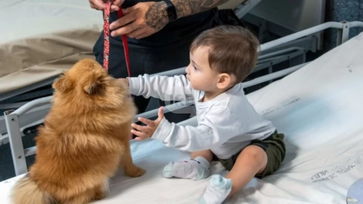 Un abrazo en cuatro patas: Zafira y Cala inauguran el programa terapéutico del Hospital Vilela