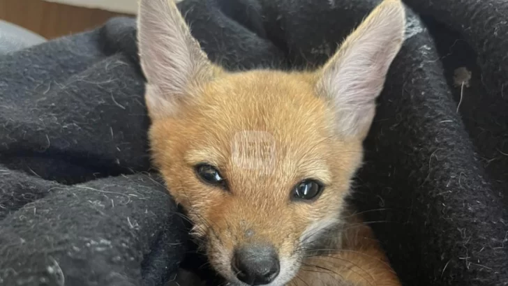 Rescataron tres zorritos que vendían en redes en Totoras pero dos no lograron sobrevivir