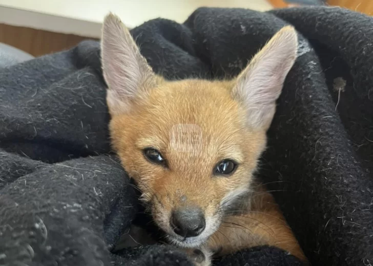 Rescataron tres zorritos que vendían en redes en Totoras pero dos no lograron sobrevivir