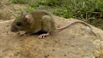 Falleció una mujer por hantavirus en Ibarlucea y refuerzan las medidas de prevención Falleció una mujer por hantavirus en Ibarlucea y refuerzan las medidas de prevención
