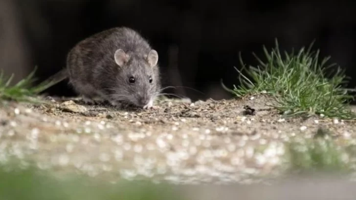 Alerta por hantavirus: Ya son tres las muertes y advierten mayor riesgo en verano Alerta por hantavirus: Ya son tres las muertes y advierten mayor riesgo en verano