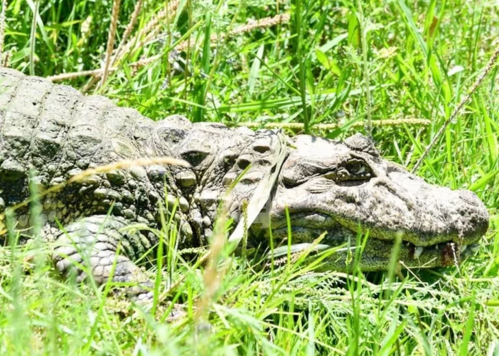 Ricardito, el yacaré que volvió a su hábitat luego de más de diez años en cautiverio Ricardito, el yacaré que volvió a su hábitat luego de más de diez años en cautiverio