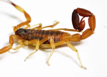 Ante la temporada de alacranes, Puerto refuerza medidas de prevención Ante la temporada de alacranes, Puerto refuerza medidas de prevención