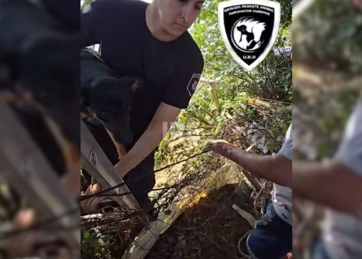 Final feliz: Rescataron a una perra que cayó por una barranca en Granadero Baigorria Final feliz: Rescataron a una perra que cayó por una barranca en Granadero Baigorria