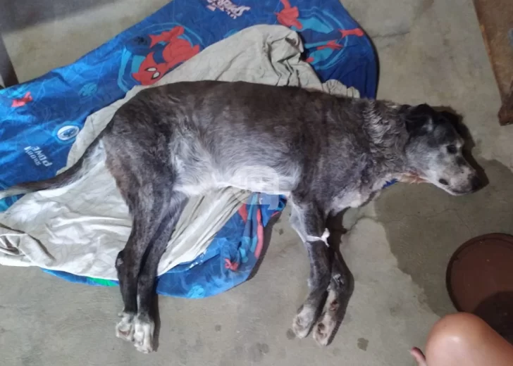 Atropellaron a Lola en Andino, la resguardó la Guardia Urbana pero apareció en el basural Atropellaron a Lola en Andino, la resguardó la Guardia Urbana pero apareció en el basural