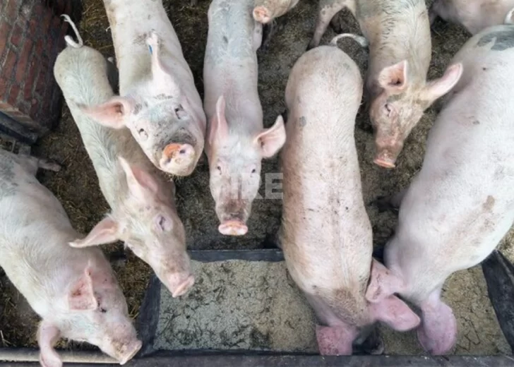 Dijeron que iban a comprar lechones y terminaron maniatando a cuatro personas en un campo de Correa Dijeron que iban a comprar lechones y terminaron maniatando a cuatro personas en un campo de Correa