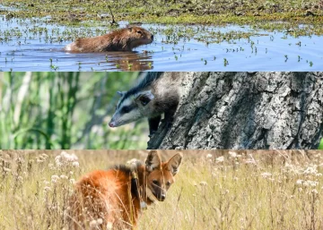 Más de 500 animales regresaron a su hábitat gracias a la política ambiental provincial Más de 500 animales regresaron a su hábitat gracias a la política ambiental provincial