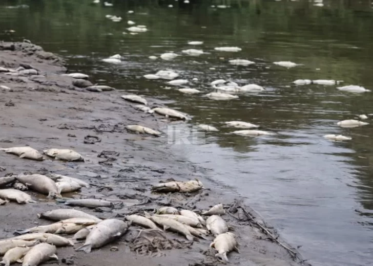 Oliveros y Pueblo Andino piden no ingresar ni pescar en el Río Carcarañá ante la masiva mortandad de peces Oliveros y Pueblo Andino piden no ingresar ni pescar en el Río Carcarañá ante la masiva mortandad de peces