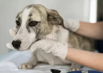 Timbúes lanza la primera castración masiva 2026: Sin turno y por orden de llegada Timbúes lanza la primera castración masiva 2026: Sin turno y por orden de llegada