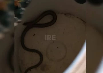 Susto en Ricardone: Encontraron una serpiente debajo de una alfombra en una casa Susto en Ricardone: Encontraron una serpiente debajo de una alfombra en una casa
