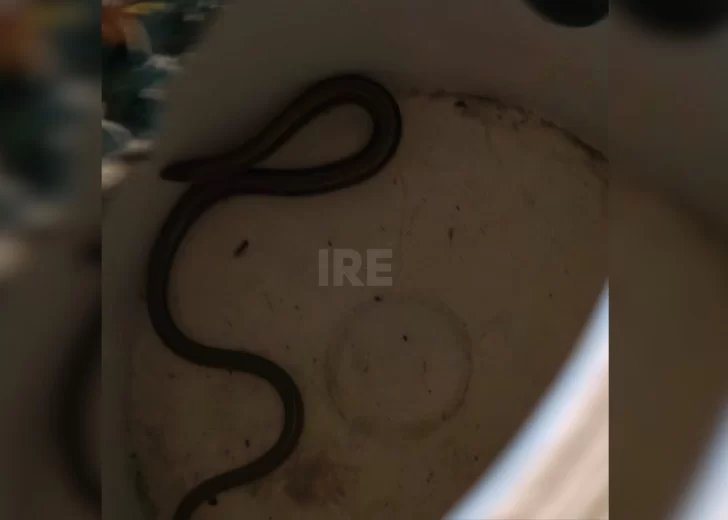 Susto en Ricardone: Encontraron una serpiente debajo de una alfombra en una casa Susto en Ricardone: Encontraron una serpiente debajo de una alfombra en una casa