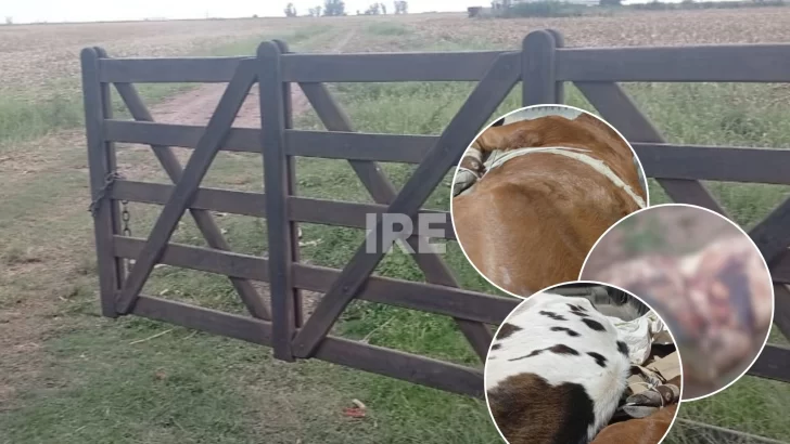 Abigeato en Carrizales: Carnearon una vaca y robaron terneros que fueron recuperados días después Abigeato en Carrizales: Carnearon una vaca y robaron terneros que fueron recuperados días después