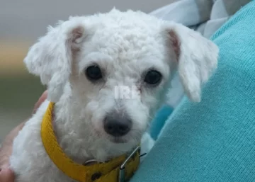 Bienestar animal: 88 perros y gatos fueron intervenidos en una jornada en la Plaza del Carmen Bienestar animal: 88 perros y gatos fueron intervenidos en una jornada en la Plaza del Carmen