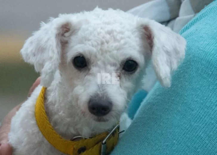 Bienestar animal: 88 perros y gatos fueron intervenidos en una jornada en la Plaza del Carmen Bienestar animal: 88 perros y gatos fueron intervenidos en una jornada en la Plaza del Carmen