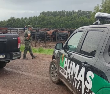 Chabás: Recuperaron 161 animales robados de un campo en Santa Teresa Chabás: Recuperaron 161 animales robados de un campo en Santa Teresa