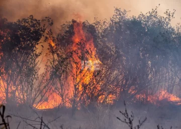 Un solo protocolo contra el fuego en el Delta del Paraná: Acuerdo clave entre provincias Un solo protocolo contra el fuego en el Delta del Paraná: Acuerdo clave entre provincias