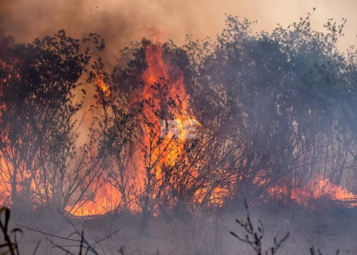 Un solo protocolo contra el fuego en el Delta del Paraná: Acuerdo clave entre provincias Un solo protocolo contra el fuego en el Delta del Paraná: Acuerdo clave entre provincias