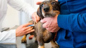 Nueva jornada de vacunación antirrábica para perros y gatos en Barrancas Nueva jornada de vacunación antirrábica para perros y gatos en Barrancas