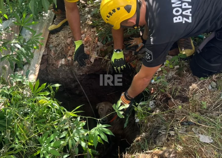 Bomberos de San Lorenzo rescataron a un perro que había caído a un metro de profundidad en un pozo Bomberos de San Lorenzo rescataron a un perro que había caído a un metro de profundidad en un pozo