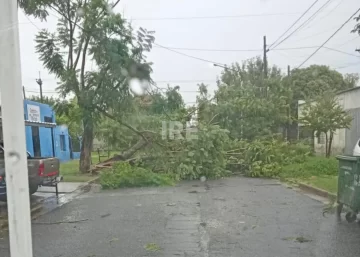 Temporal en la región: Cayeron unos 50 árboles y varias columnas en San Lorenzo Temporal en la región: Cayeron unos 50 árboles y varias columnas en San Lorenzo
