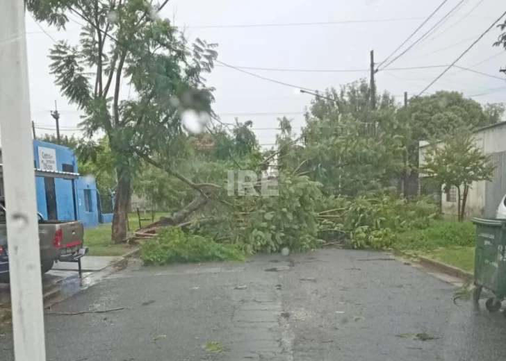 Temporal en la región: Cayeron unos 50 árboles y varias columnas en San Lorenzo Temporal en la región: Cayeron unos 50 árboles y varias columnas en San Lorenzo