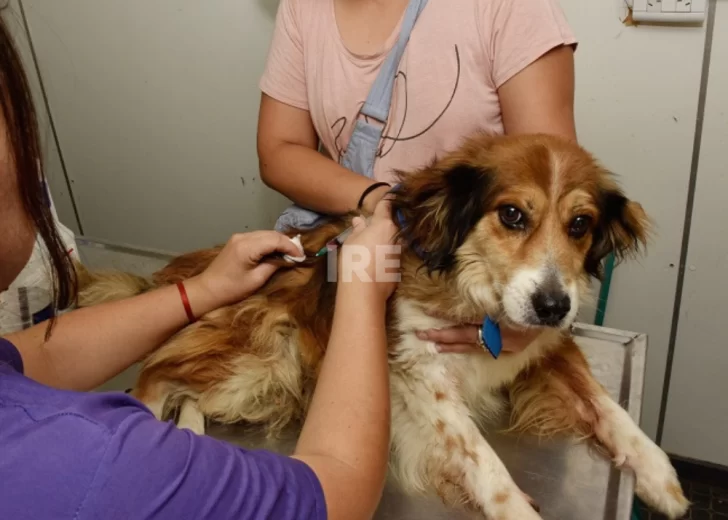 “Asegurar la salud de nuestras mascotas es cuidar la nuestra”: Oliveros refuerza la vacunación animal “Asegurar la salud de nuestras mascotas es cuidar la nuestra”: Oliveros refuerza la vacunación animal