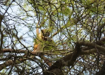 Un aguará popé apareció en un camping de Gaboto y se subió a un árbol para escapar de perros Un aguará popé apareció en un camping de Gaboto y se subió a un árbol para escapar de perros