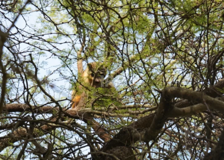 Un aguará popé apareció en un camping de Gaboto y se subió a un árbol para escapar de perros Un aguará popé apareció en un camping de Gaboto y se subió a un árbol para escapar de perros