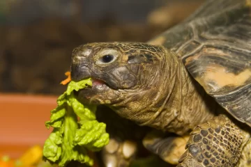 Día Mundial de la Tortuga: Una fecha para concientizar sobre la protección de una especie amenazada Día Mundial de la Tortuga: Una fecha para concientizar sobre la protección de una especie amenazada