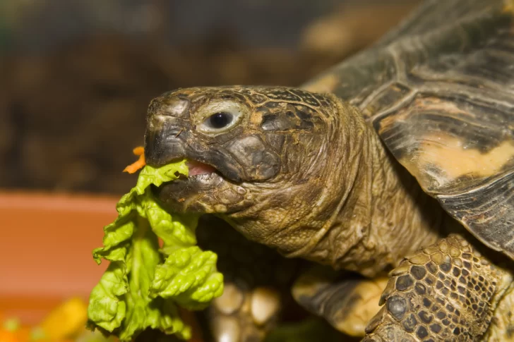 Día Mundial de la Tortuga: Una fecha para concientizar sobre la protección de una especie amenazada Día Mundial de la Tortuga: Una fecha para concientizar sobre la protección de una especie amenazada