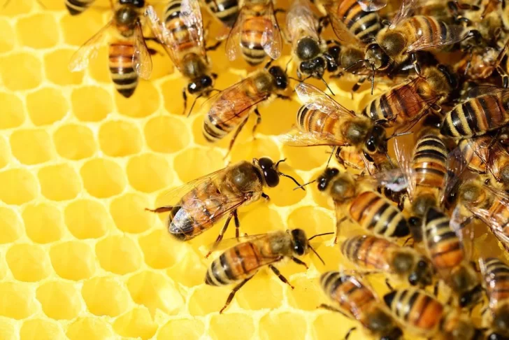 Día Mundial de las Abejas: Un llamado global para proteger a las guardianas del planeta Día Mundial de las Abejas: Un llamado global para proteger a las guardianas del planeta
