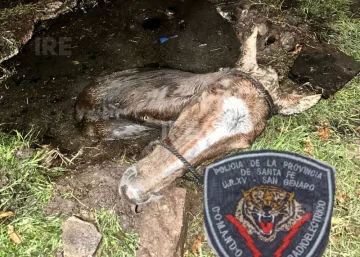 Desesperante rescate de un caballo que cayó a un pozo ciego en plena madrugada en San Genaro Desesperante rescate de un caballo que cayó a un pozo ciego en plena madrugada en San Genaro