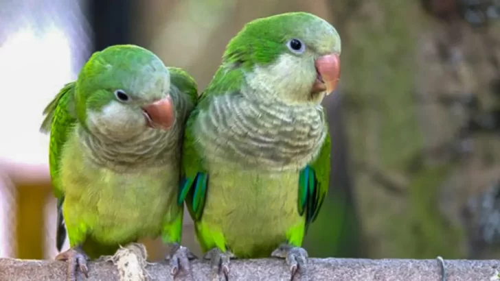 Psitacosis en Santa Fe: Ya hubo dos muertes y apuntan al tráfico ilegal de aves como principal causa Psitacosis en Santa Fe: Ya hubo dos muertes y apuntan al tráfico ilegal de aves como principal causa