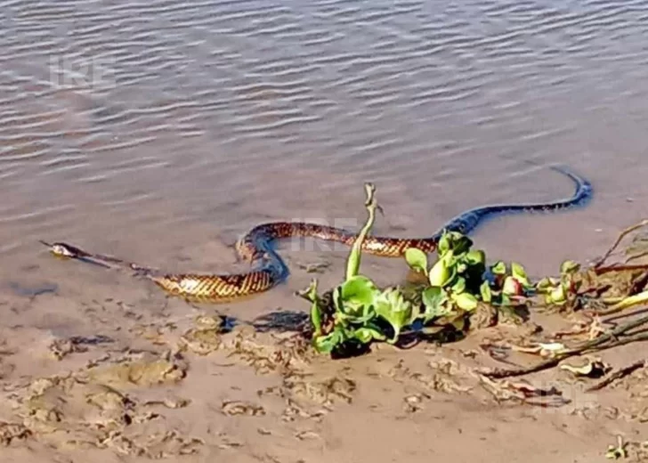 Una Curiyú sorprendió a una familia en la costa del río Coronda y dejó un mensaje de concientización Una Curiyú sorprendió a una familia en la costa del río Coronda y dejó un mensaje de concientización