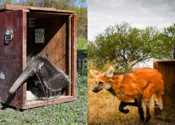 Tras ser rescatados y rehabilitados, liberaron especies emblemáticas de la fauna santafesina Tras ser rescatados y rehabilitados, liberaron especies emblemáticas de la fauna santafesina