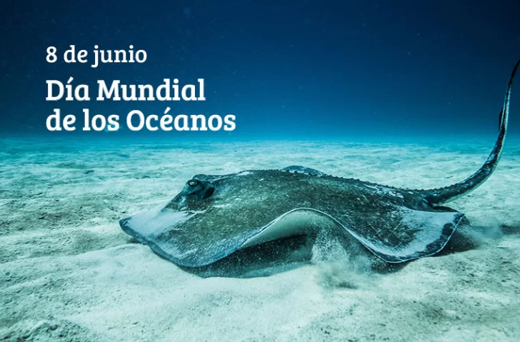 Día Mundial de los Océanos: La importancia de estas masas de agua que cubren el 70% de la Tierra Día Mundial de los Océanos: La importancia de estas masas de agua que cubren el 70% de la Tierra
