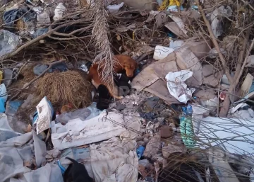 Indignación en Maciel: Abandonaron una perra y sus cachorros en un basural Indignación en Maciel: Abandonaron una perra y sus cachorros en un basural