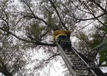 Exitoso operativo de bomberos para rescatar a un gato atrapado en las alturas en Maciel Exitoso operativo de bomberos para rescatar a un gato atrapado en las alturas en Maciel