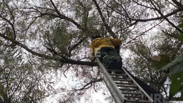 Exitoso operativo de bomberos para rescatar a un gato atrapado en las alturas en Maciel Exitoso operativo de bomberos para rescatar a un gato atrapado en las alturas en Maciel