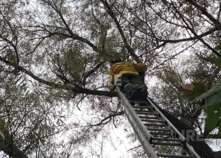 Exitoso operativo de bomberos para rescatar a un gato atrapado en las alturas en Maciel Exitoso operativo de bomberos para rescatar a un gato atrapado en las alturas en Maciel