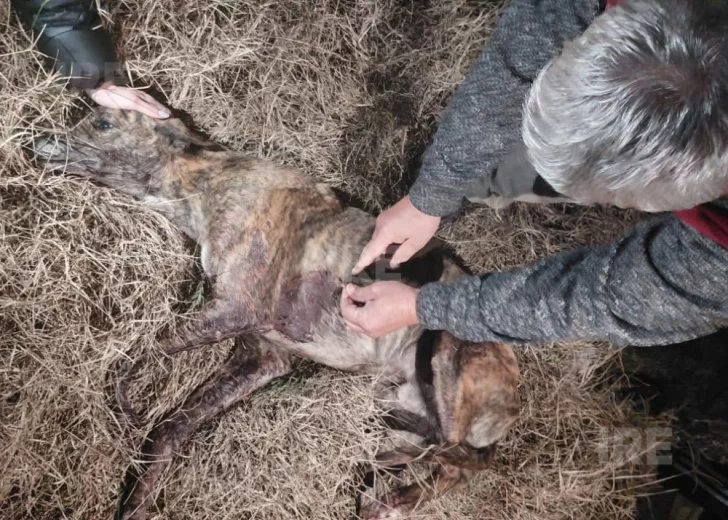 Brutal ataque en Centeno: Balearon a un galgo que sobrevivió con múltiples heridas Brutal ataque en Centeno: Balearon a un galgo que sobrevivió con múltiples heridas