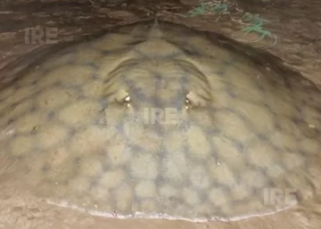 Una gigante del Paraná: Una raya recorrió 170 kilómetros y sorprendió a los científicos Una gigante del Paraná: Una raya recorrió 170 kilómetros y sorprendió a los científicos