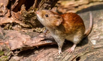 Primer caso de hantavirus en la provincia: Un vecino de San Lorenzo estuvo internado 11 días y recibió el alta Primer caso de hantavirus en la provincia: Un vecino de San Lorenzo estuvo internado 11 días y recibió el alta